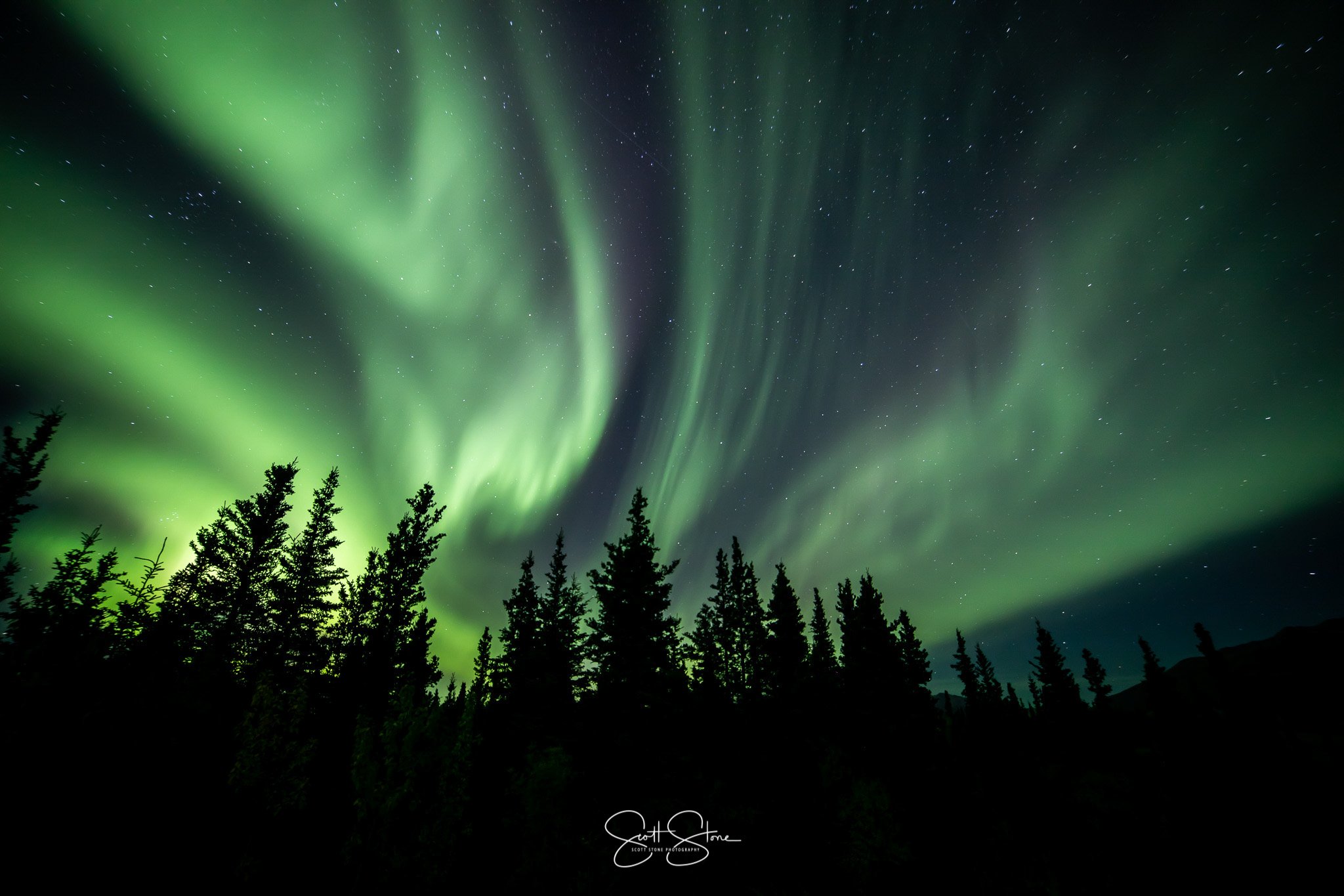 Gallery | Discover Wildlife – Book Today — Scott Stone Photography